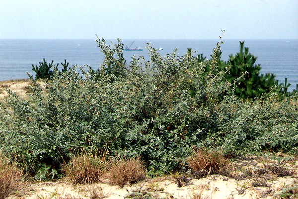 Habit Natural habit of E. umbellata growing on coastal sand dunes, around 1.5 m tall. Tottori, Japan.
