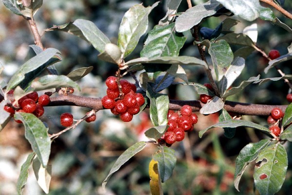 Fruit and foliage Fruit and foliage of E. umbellata. Tottori, Japan.
