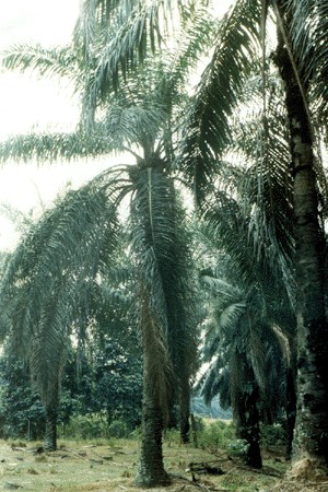 Tree habit Elaeis guineensis (African oil palm); tree with fruit bunches and male inflorescence.
