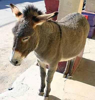 Donkey Equus asinus (donkeys) resemble horses and are characterised by their large head, long ears and cow-like tail. They can be found in tropical savannas and arid hill country in Australia and other arid and desert habitats elsewhere in its range. In its invasive range, Equus asinus have deleterious and potentially irreversible impacts on native flora and fauna. Damage has been documented in plant communities, soils, wildlife and water quality. Management of this species can be difficult. Cultural pressures prevent lethal methods of management from being used. Typical management techniques involve removing the species from their natural habitat and placing them in reserves where they will not pose a threat. The growing number of feral donkeys, roaming free across Sudan, Eritrea and Somalia propitiate extensive hybridisation with their wild relative Equus africanus and thus contribute to the extinction of the E. africanus.