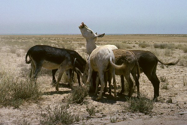 A herd of donkeys A herd of feral working donkeys, Manifa, Eastern Saudi Arabia, June 1978.