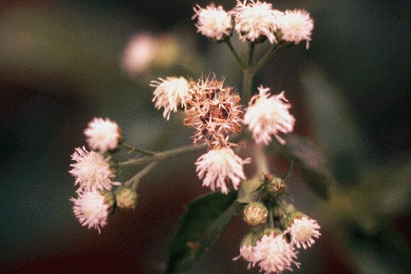 Inflorescences A. conyzoides inflorescences.