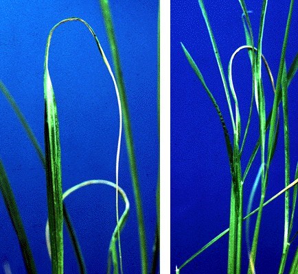 Symptoms on leaves Left: Characteristic 'white tip' symptom on rice leaf. Right: Necrotic patches and crinkled rice leaves.