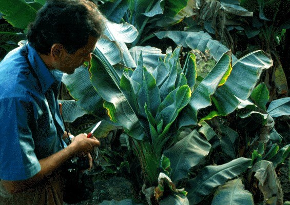 Symptoms on banana 'Rosette' or 'bunchytop'. Appearance of BBTV-infected banana caused by the production of progressively shorter, narrower and more upright leaves.