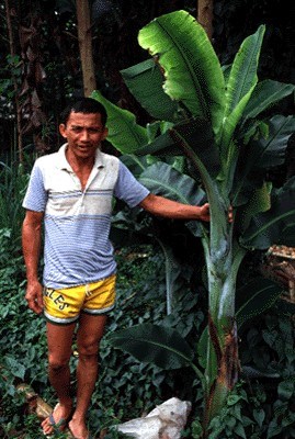 Symptoms on banana Yellowing and curling of leaf margins on BBTV-infected banana.