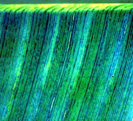 Symptoms on leaf (detail view) Dark green 'dot-dash' patterns in minor leaf veins forming 'hooks' where they enter the edge of the midrib.