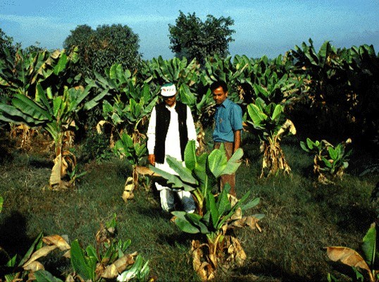Symptoms on banana Stunted plants arising from infected suckers.
