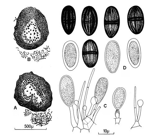 B. theobromae - line drawing A-B, V. S. of pycnidia; C, conidiogenous cells and conidia; D, conidia. CMI Descriptions of Pathogenic Fungi and Bacteria No. 519. CAB International, Wallingford, UK.