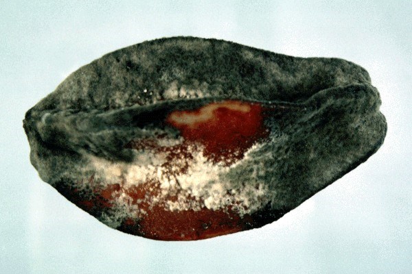 Symptoms on starfruit Advanced decay of starfruit (Averrhoa carambola).