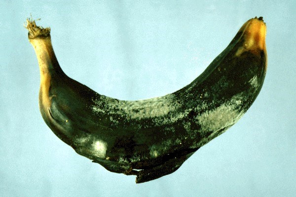 Symptoms on banana Finger rot of banana fruit.