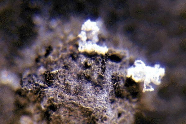 Immature conidia Immature (white) conidia in the form of 'spore tendrils' exuding from pycnidia.