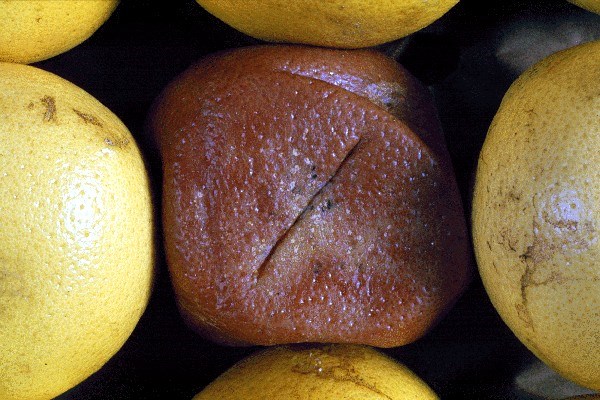 Symptoms on grapefruit Stem-end rot of grapefruit.