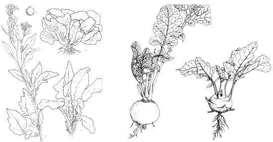 Brassica plants - line drawing Reproduced from the series 'Plant Resources of South-East Asia', Vols 1-20 (1989-2000), by kind permission of the PROSEA Foundation, Bogor, Indonesia.