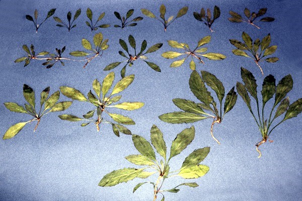 Vegetative stages L. draba vegetative growth stages.