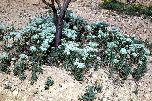 L. draba growing among fruit trees L. draba in fruit plantation (around trunk).