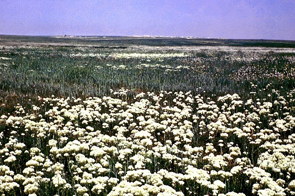 L. draba in wheat field L. draba in wheat field, showing allelopathic effects.