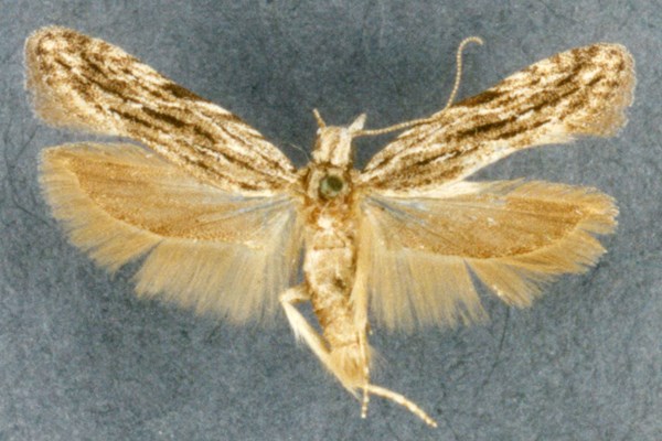 A. lineatella; adult (museum set specimen)