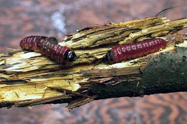 Larvae on forest tree