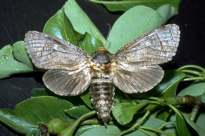 Adult
