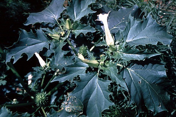 Flowers and fruits Flowering D. stramonium plant with flowers and fruit.
