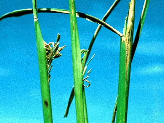 Symptoms - Ufra disease Ufra disease on deepwater rice, Bangladesh; note partial emergence and distorted panicles due to nematode infection.