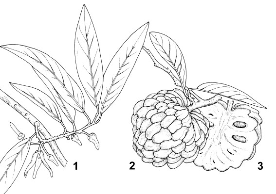 Line artwork Annona squamosa (sugar apple); 1. flowering branch. 2. branch with fruit (pseudocarp). 3. halved fruit