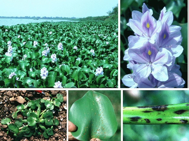 Colour photographs Clockwise from top right: flowers; stems showing symptoms of attack by Neochetina eichhorniae; leaf showing characteristic feeding scars from N. eichhorniae; young plant; lake infested with water hyacinth.