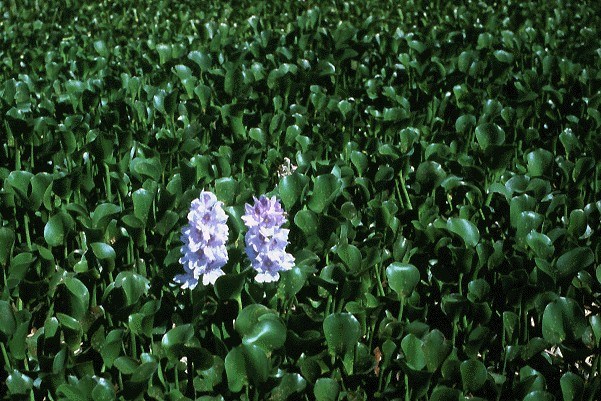 Growth habit Extremely large populations of inter-connected shoots can develop very rapidly.