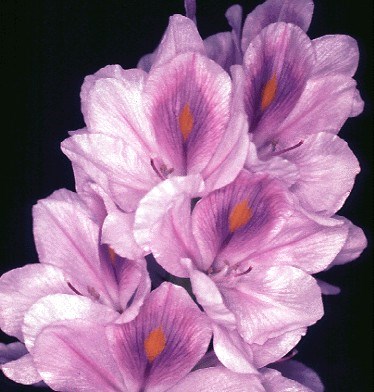 Flowers Each flower has a perianth tube 1.5 cm long, expanding into six mauve or purple lobes up to 4 cm long. The main lobe has a bright-yellow, diamond-shaped patch surrounded by deeper purple.