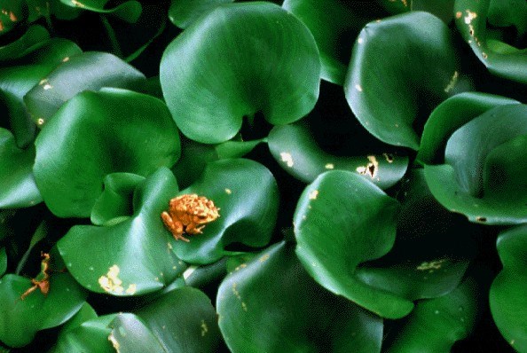 Leaves Leaves consist of petiole (often swollen, 2-5 cm thick) and blade (roughly round, ovoid or kidney-shaped, up to 15 cm across).