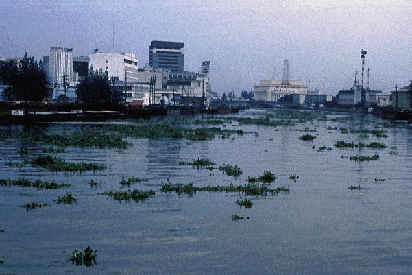 Infestation of waterway Water hyacinth growing in Manila harbour, Philippines.