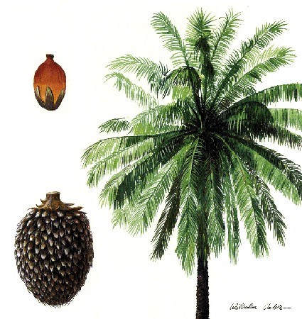 Tree and fruits Elaeis guineensis (African oil palm); illustration.