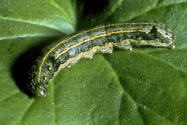 Larva Larva of S. littoralis, showing light and dark longitudinal bands on sides of the body and dark spots on segments of the dorsal side.