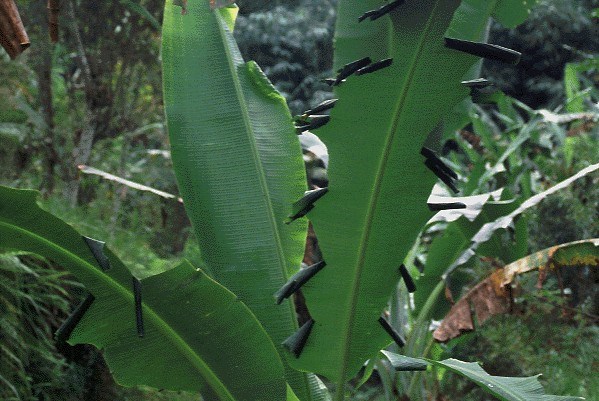 Leaf roll Banana leaves with rolls of larvae of E. thrax.