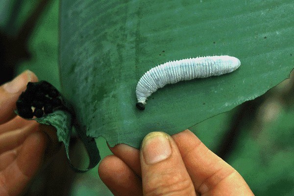 Larva Leaf roll opened to show almost full-grown larva of E. thrax; black pills to the left are accumulated droppings.