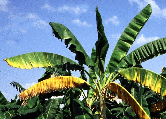Symptoms on leaves Fusarium oxysporum f.sp. cubense (Panama disease of banana); banana cultivar Bluggoe with yellowing symptoms on lower leaves.