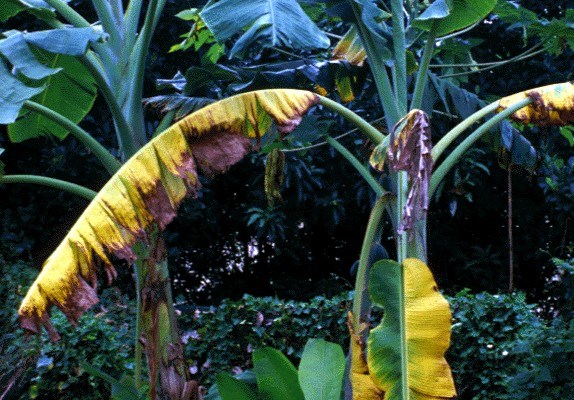 Collapsed leaves Fusarium oxysporum f.sp. cubense (Panama disease of banana); collapsed leaves hanging down pseudostem on banana cultivar Pisang Awak.