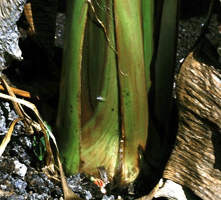 Basal splitting Fusarium oxysporum f.sp. cubense (Panama disease of banana); splitting of the base of the pseudostem of a 'Cavendish' cultivar.