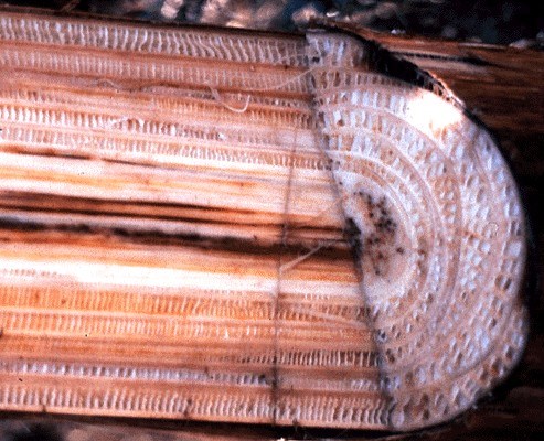 Vascular discoloration Fusarium oxysporum f.sp. cubense (Panama disease of banana); vascular discoloration inside the pseudostem of a 'Cavendish' cultivar.