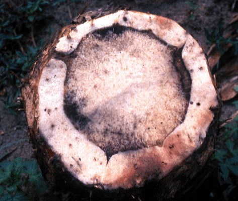 Vascular discoloration Fusarium oxysporum f.sp. cubense (Panama disease of banana); discoloration of vascular tissue in a rhizome.