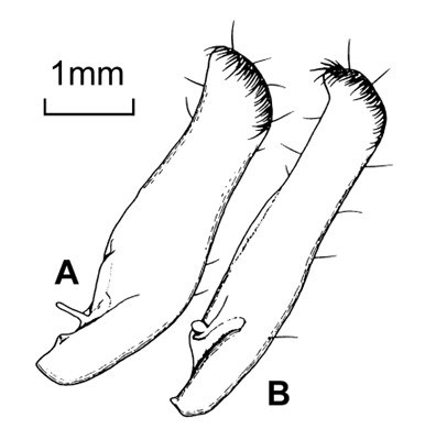 Adult genitalia Helicoverpa armigera (cotton bollworm); interior surface of the right valva: A. Helicoverpa armigera. B. Helicoverpa assulta. Note mm scale bar.