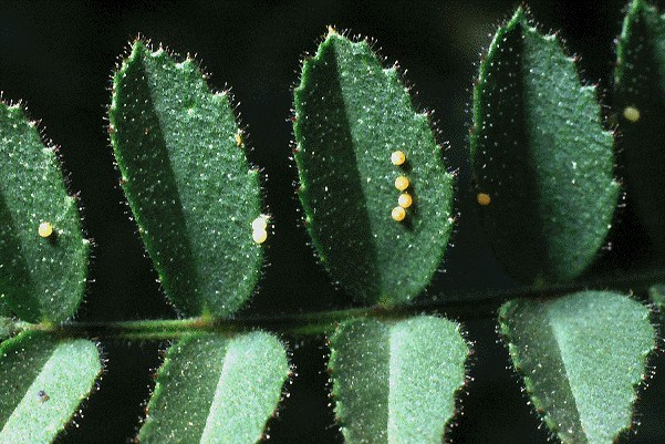 Eggs Helicoverpa armigera (cotton bollworm); eggs on chickpea: yellowish-white and glistening at first, changing to dark-brown before hatching; pomegranate-shaped, diameter 0.4-0.6 mm.