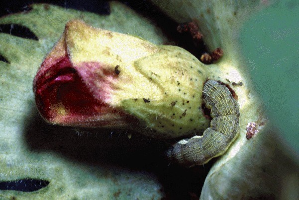 Larva on cotton flower Helicoverpa armigera (cotton bollworm); larva feeding at base of cotton flower.