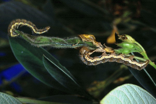 Larvae on pigeon pea Helicoverpa armigera (cotton bollworm); larvae on pigeon pea pod.