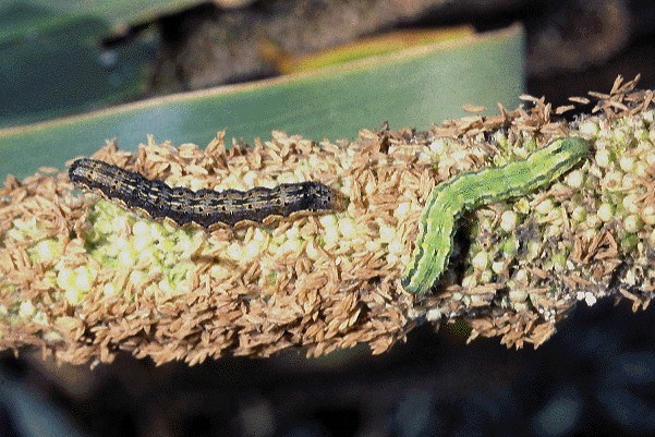 Larvae on pearl millet Helicoverpa armigera (cotton bollworm); larvae (two colour forms) on pearl millet.