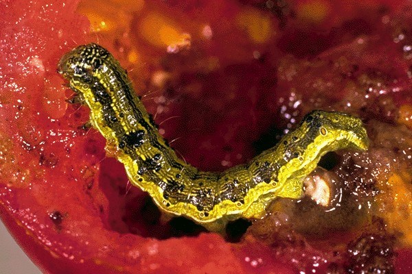 Larva on tomato Helicoverpa armigera (cotton bollworm); young tomatoes are invaded and fall, larger larvae may bore into older fruits.