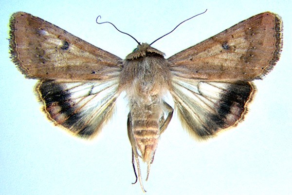 Adult Helicoverpa armigera (cotton bollworm); adult.