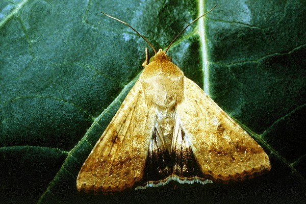 Adult Helicoverpa armigera (cotton bollworm); adult. wingspan 3.5-4 cm, 14-18 mm long; forewings with 7-8 blackish spots on the margin and a broad, irregular, transverse brown band. Hindwings pale-straw colour with a broad dark-brown border containing a paler patch, with yellowish margins.
