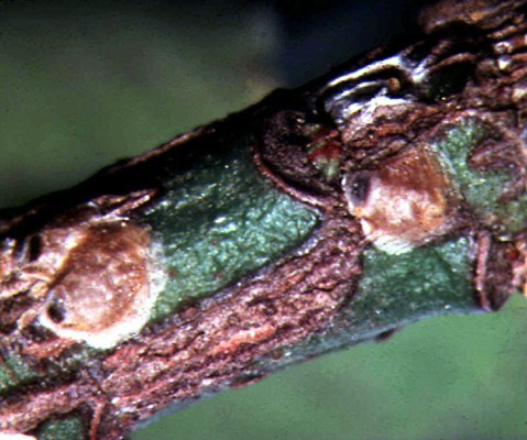 H. rapax