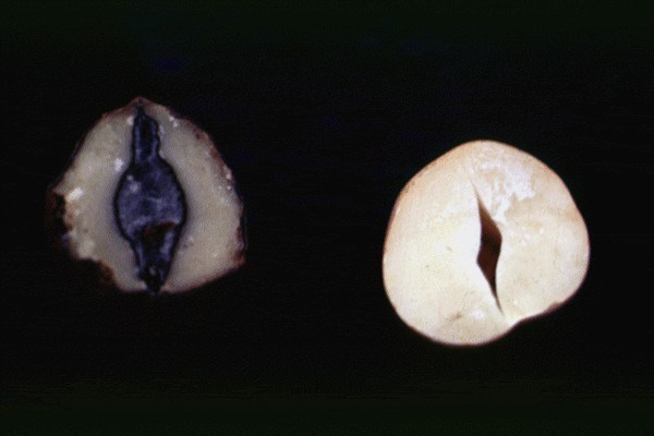 Symptoms on nut M. phaseolina concealed damage on nut.